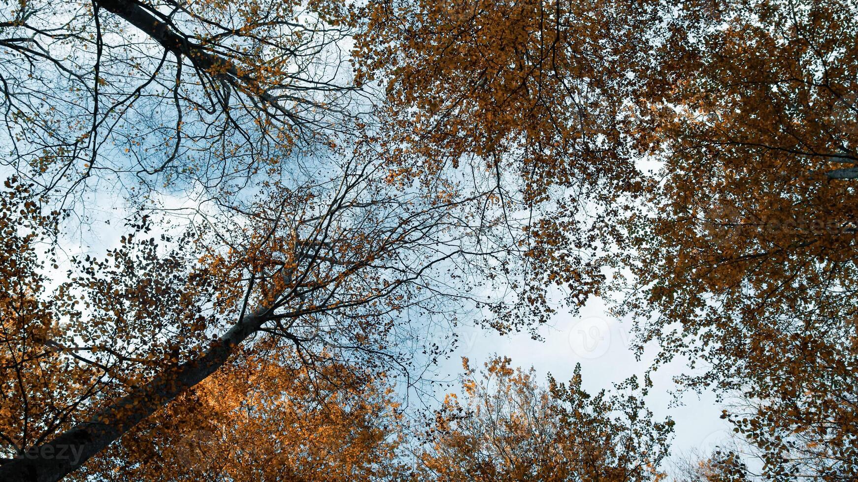 Blue Sky And Clouds Behind The Autumn Trees photo