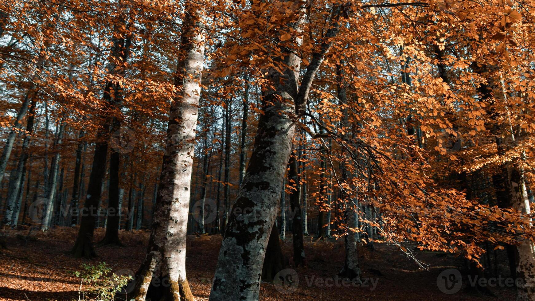 Wooden Trunk Of The Old Forest Trees In Autumn photo