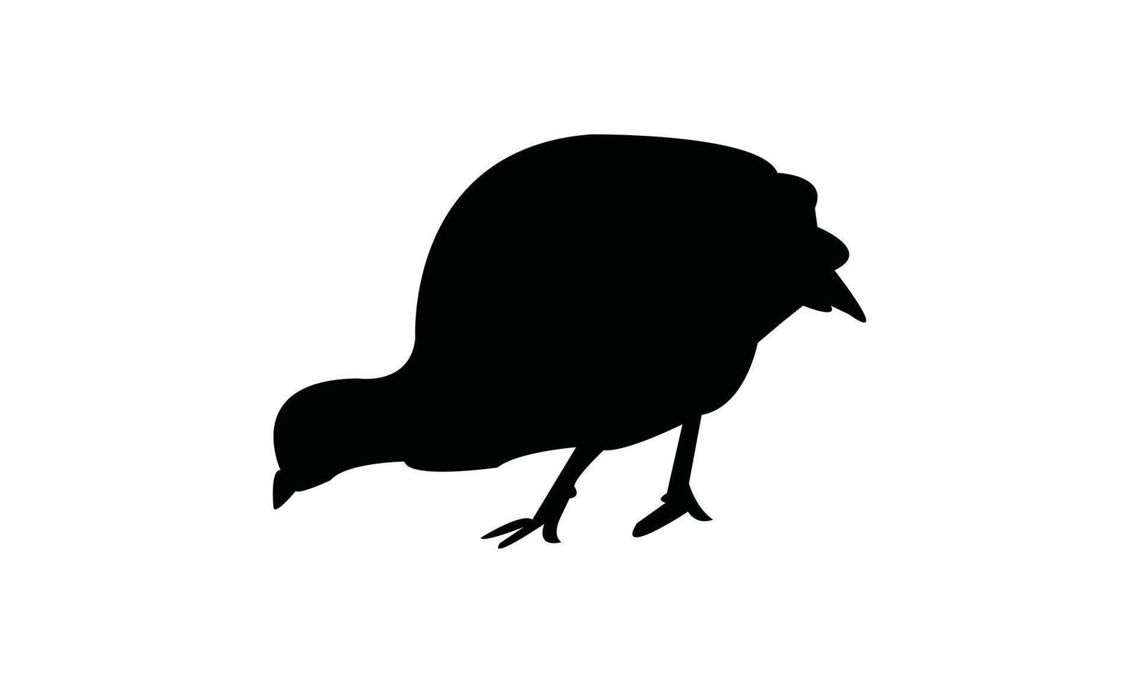 Nice And Cute Black Pheasant Bird vector
