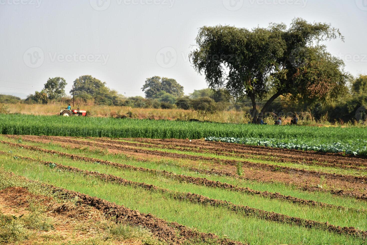 A field with a tree and a tractor in it photo