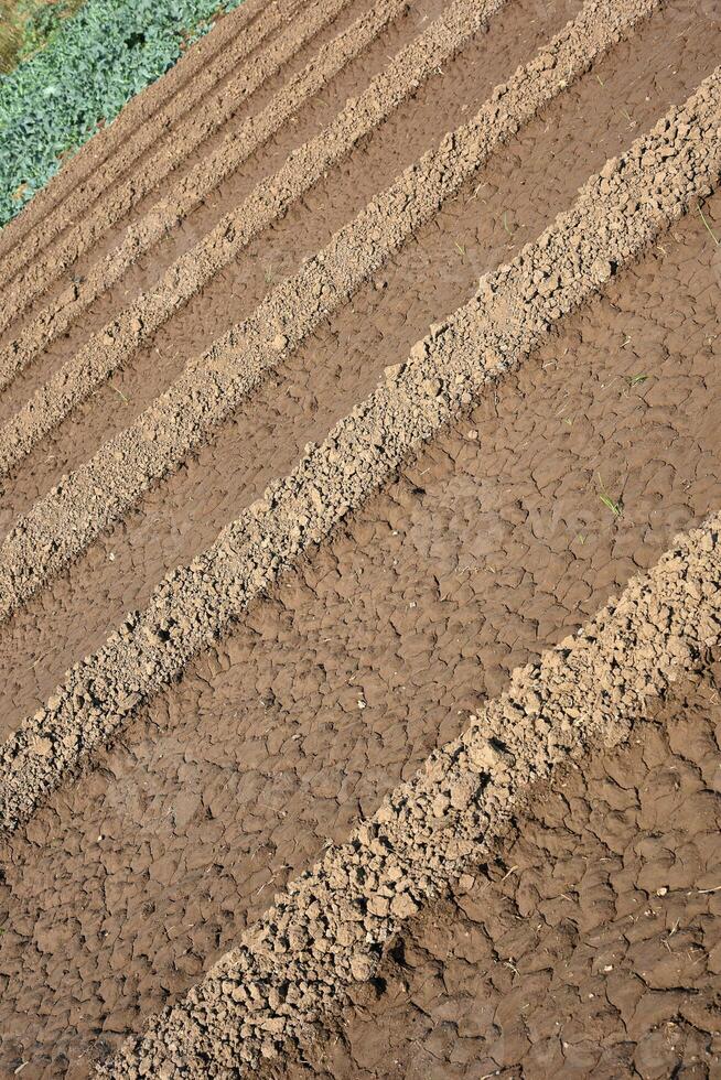 A cow standing in a field of dirt photo