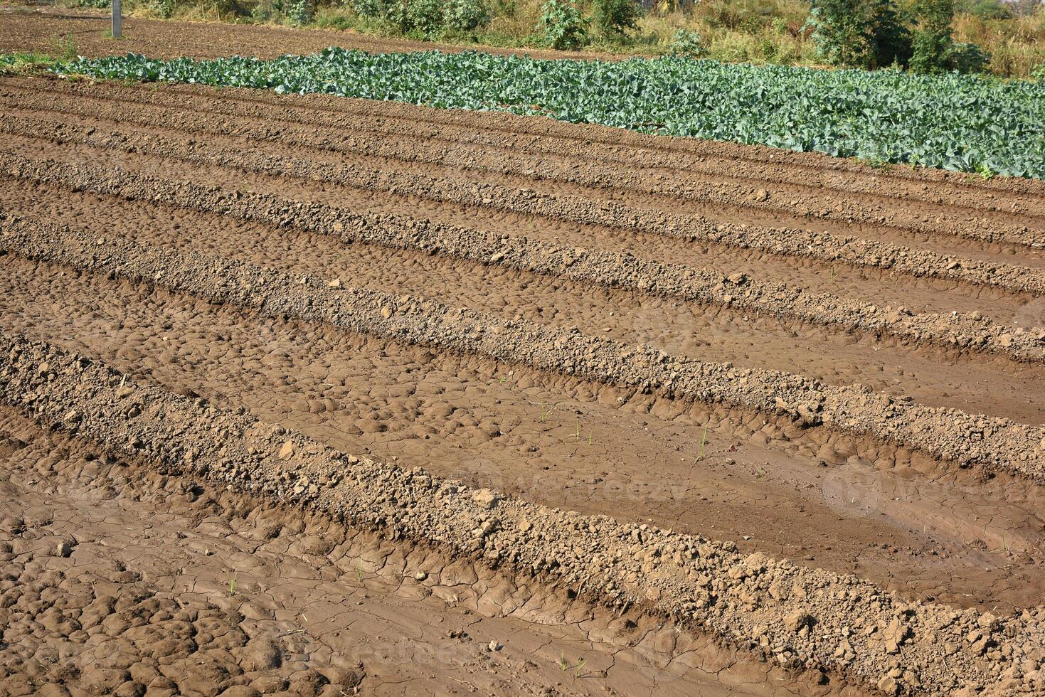 A tractor is plowing a field of dirt photo
