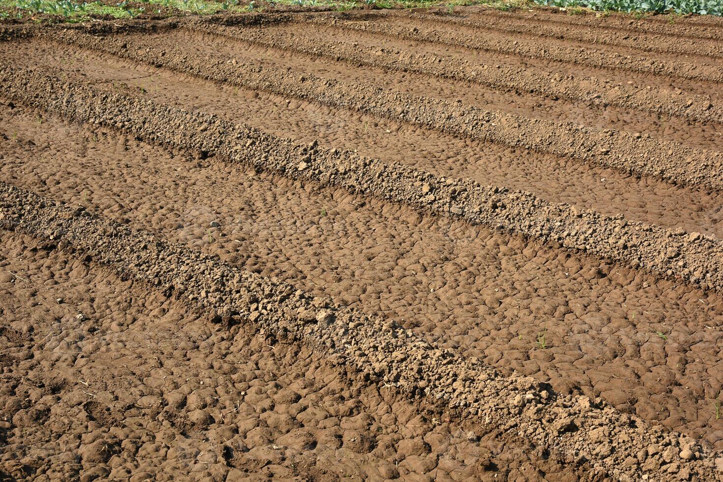 A tractor plows a field of dirt photo