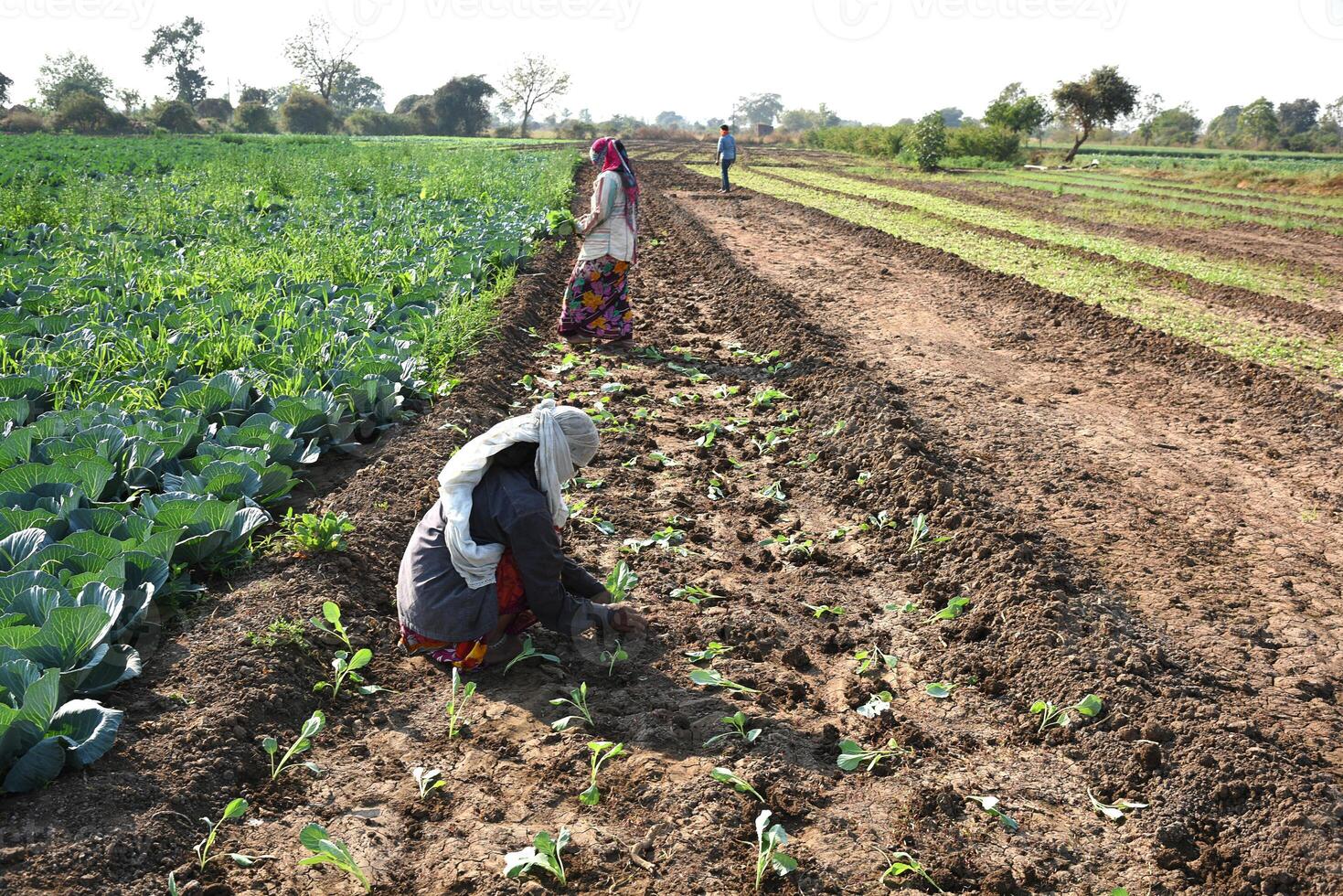 A group of people working in the field photo