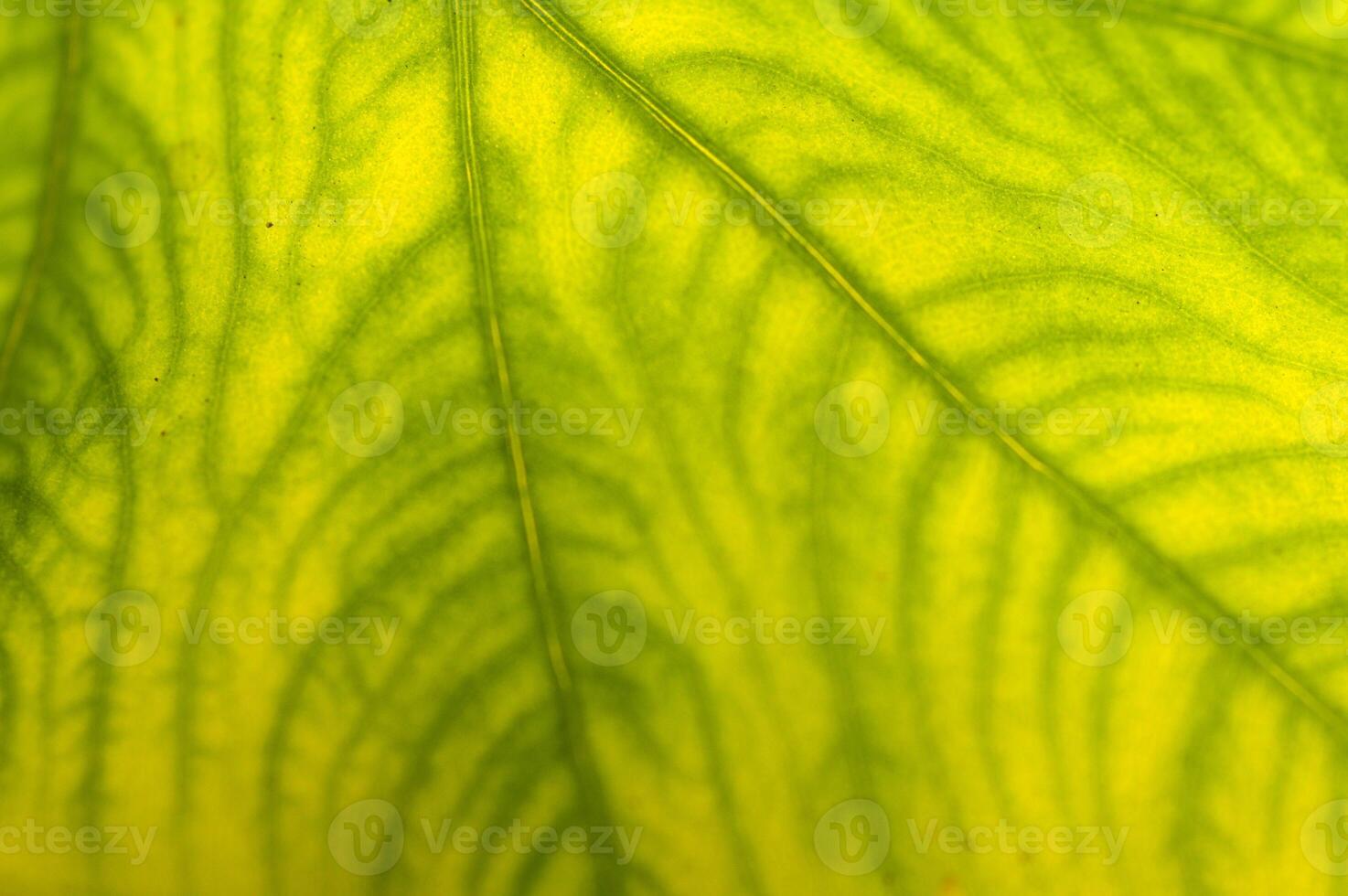 A close up of a leaf with a green background photo