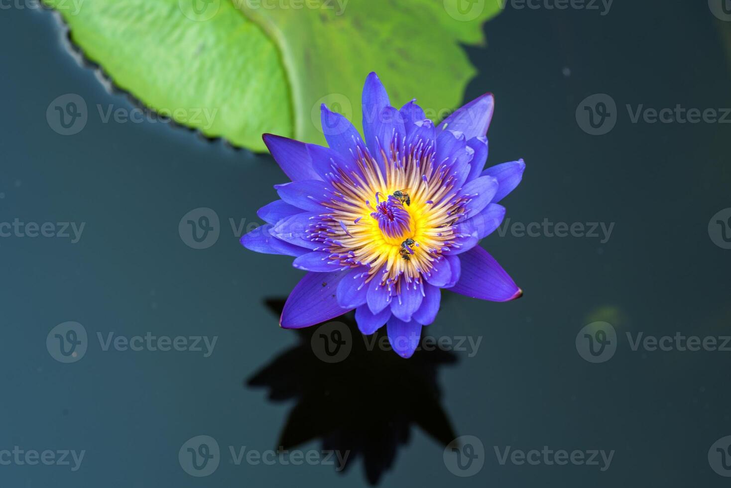 Bees takes nectar from the beautiful purple waterlily or lotus flower. Macro picture of bee and the flower. photo