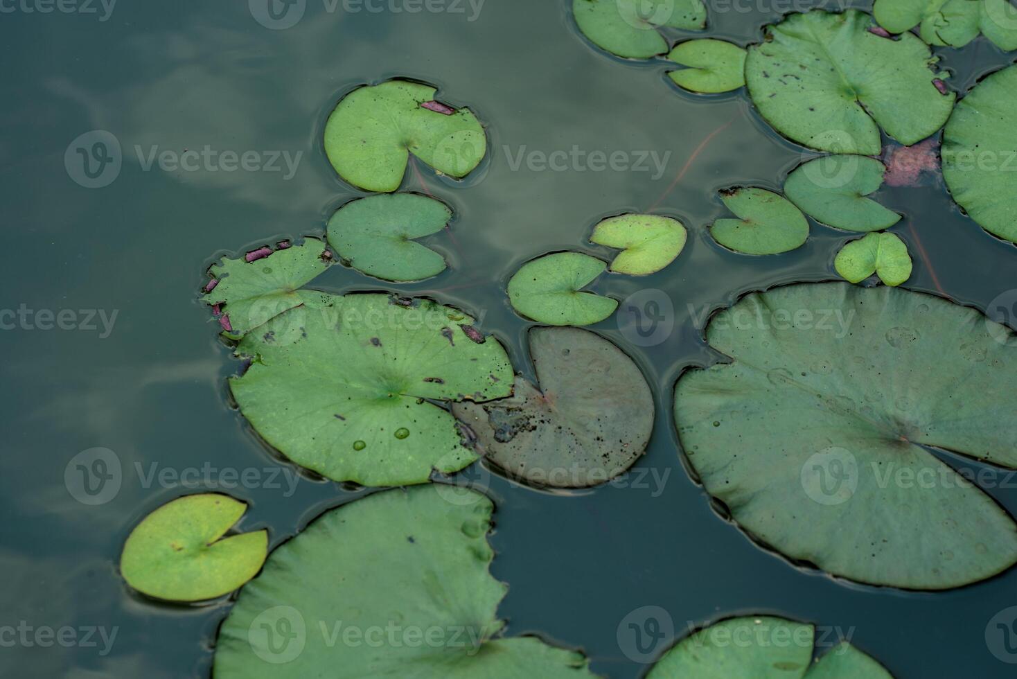 Water lily leaves floating in the water photo