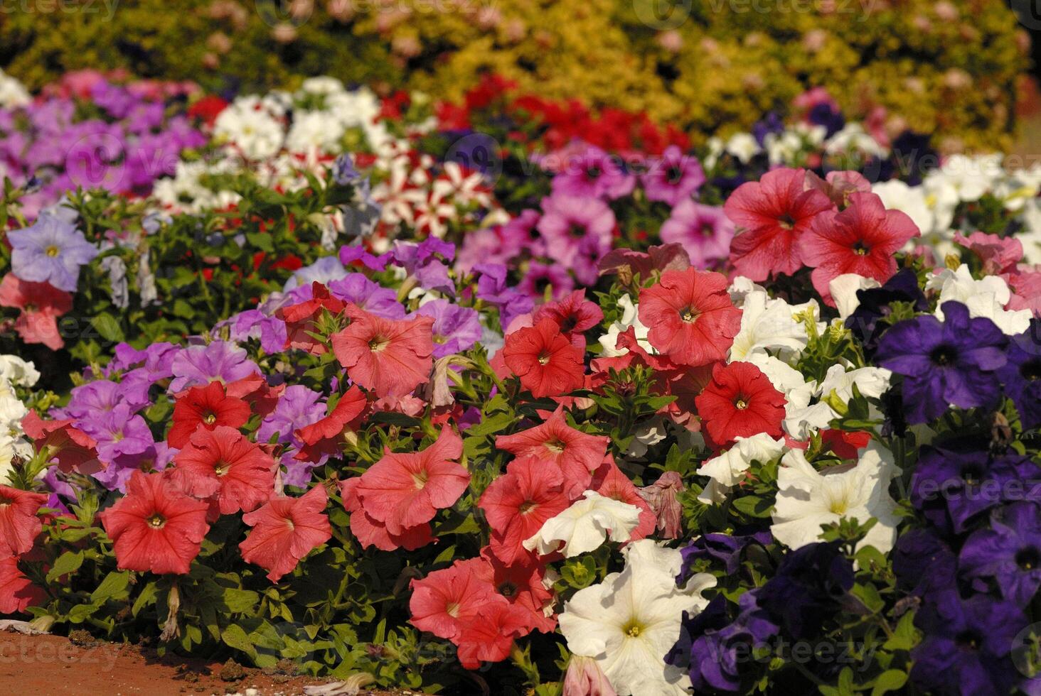 A flower bed with many different colored flowers photo
