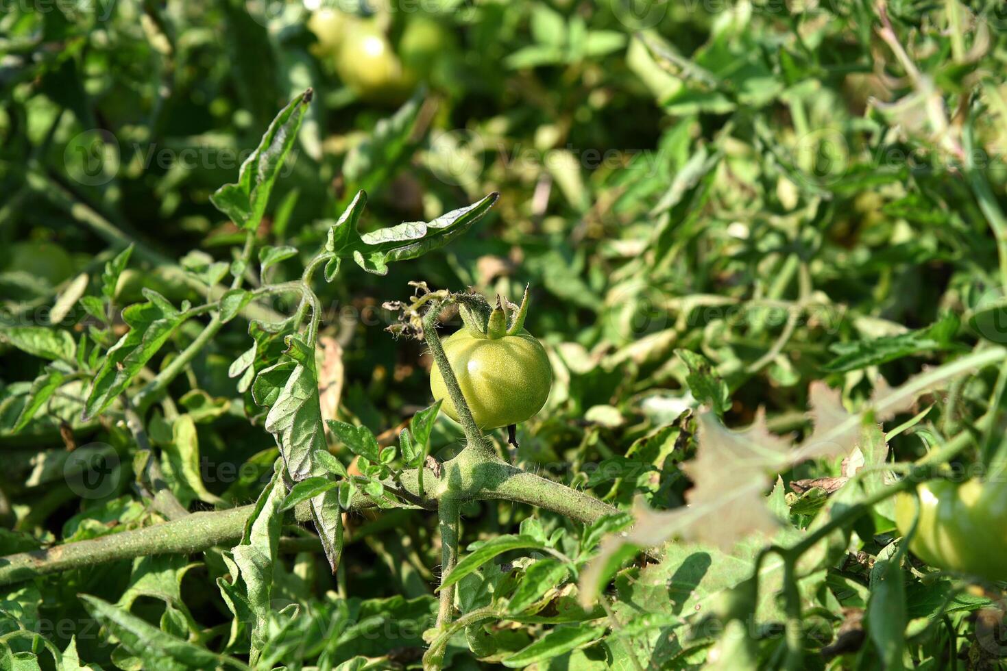 Fresh tomato plant in organic farm photo