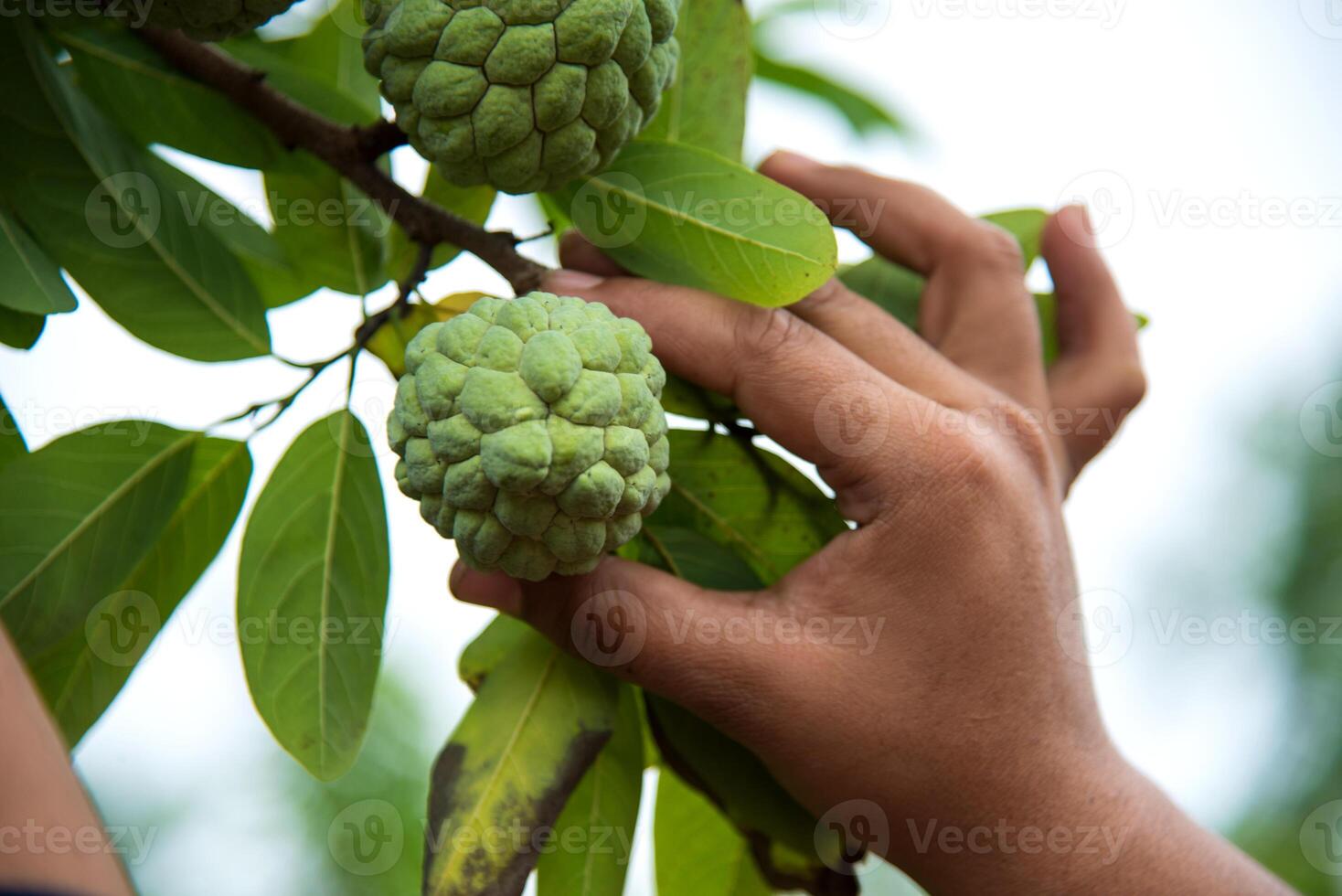 Young girl examine or observing at field of Custard apples or Sugar apples growing on a tree. photo