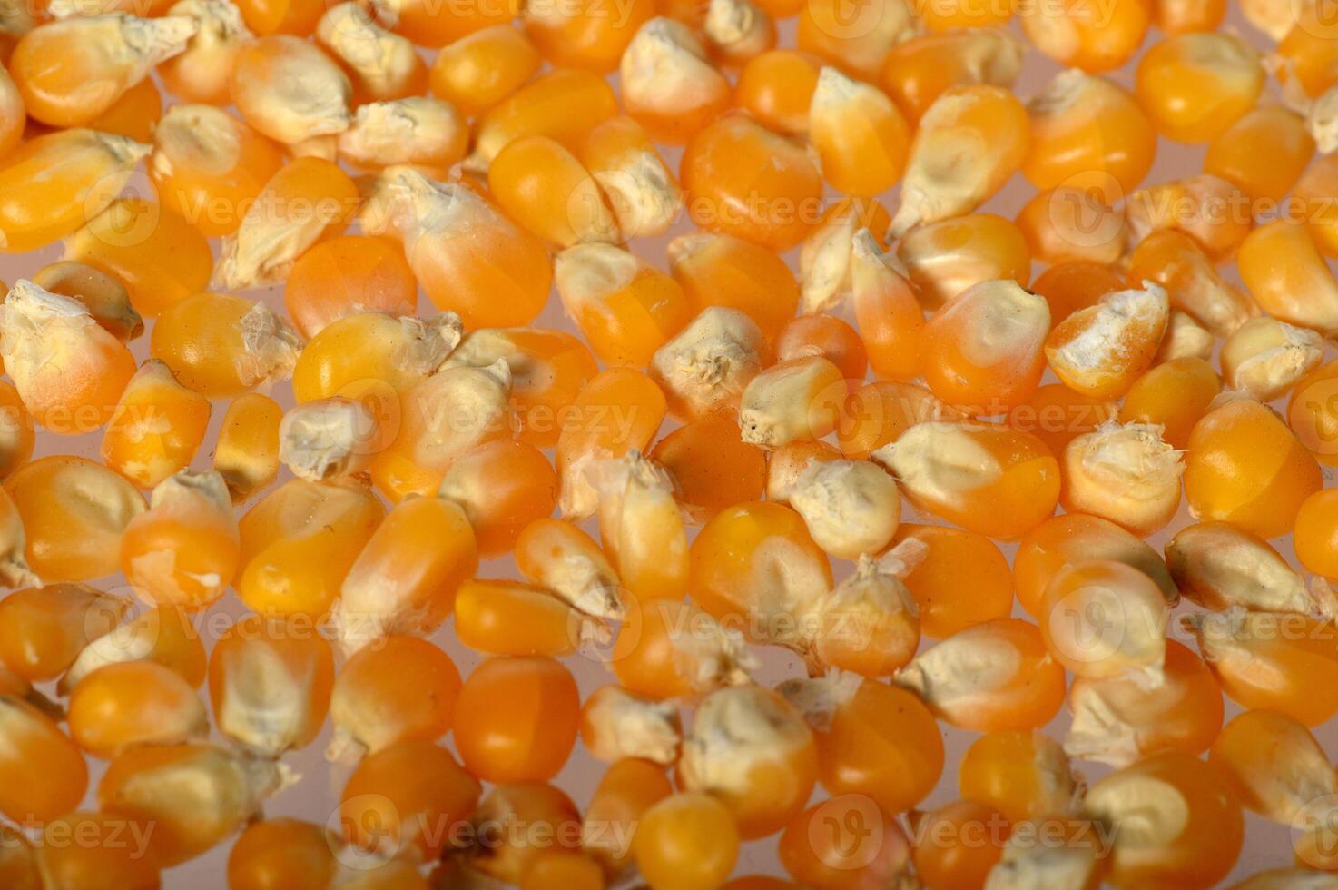 Close-up of Dried corn in clay pot photo