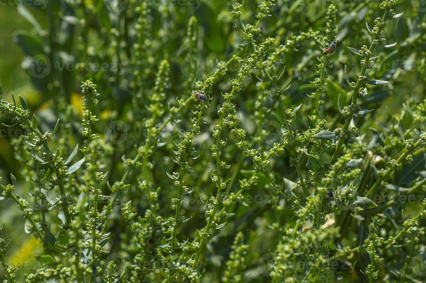 Fresh spinach in organic farm photo