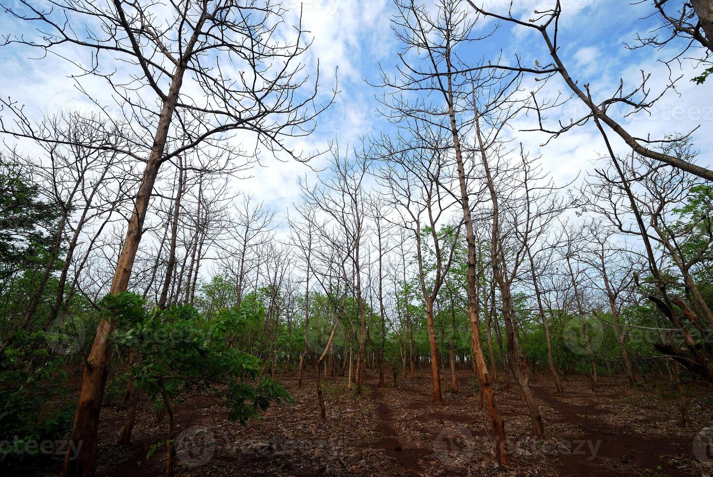 Beautiful Landscape with trees photo