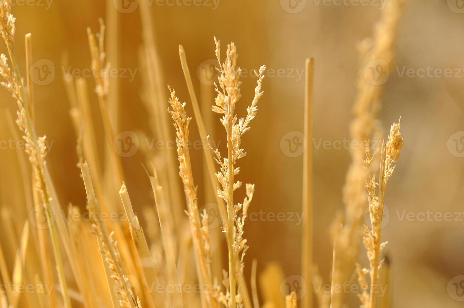 A close up of some tall grass photo