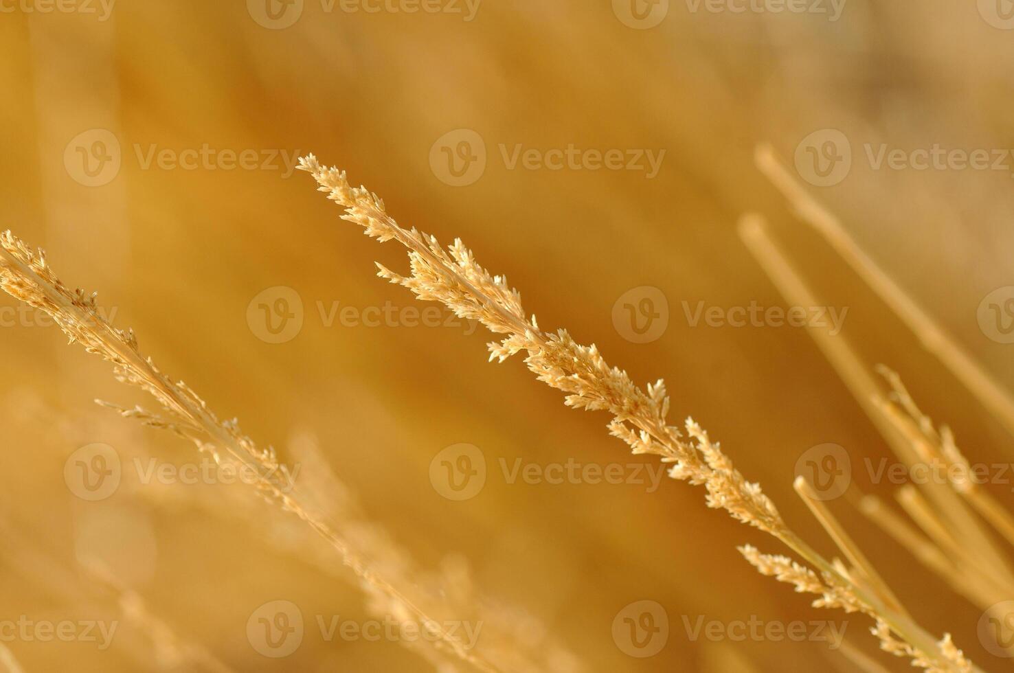 A close up of some dry grass in the sun photo