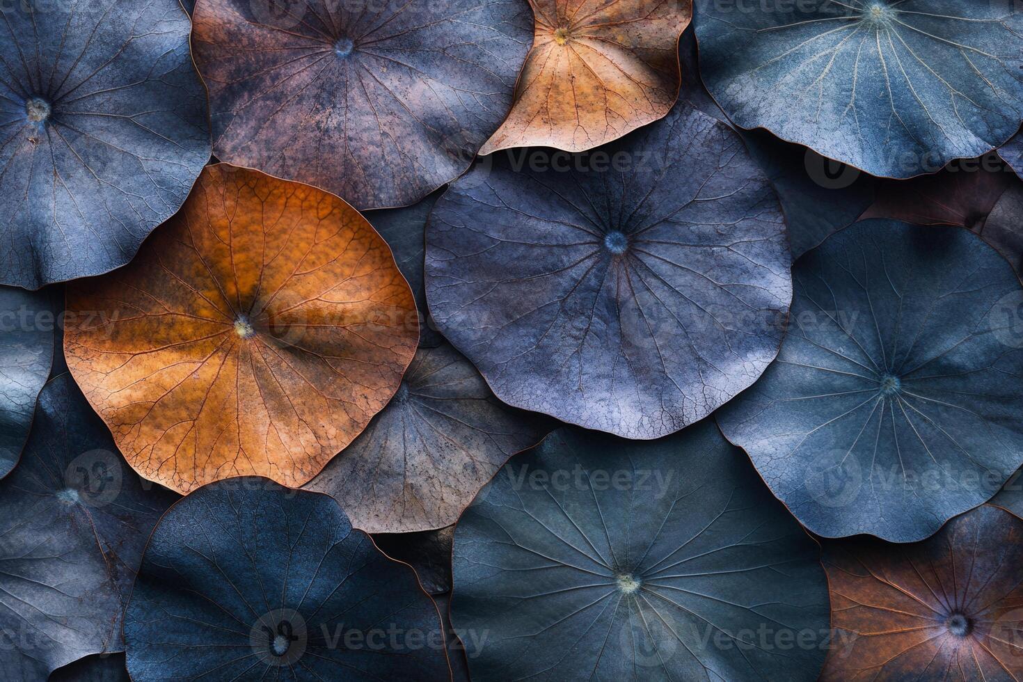 Beautiful assortment of colorful lily pads on a serene surface. photo