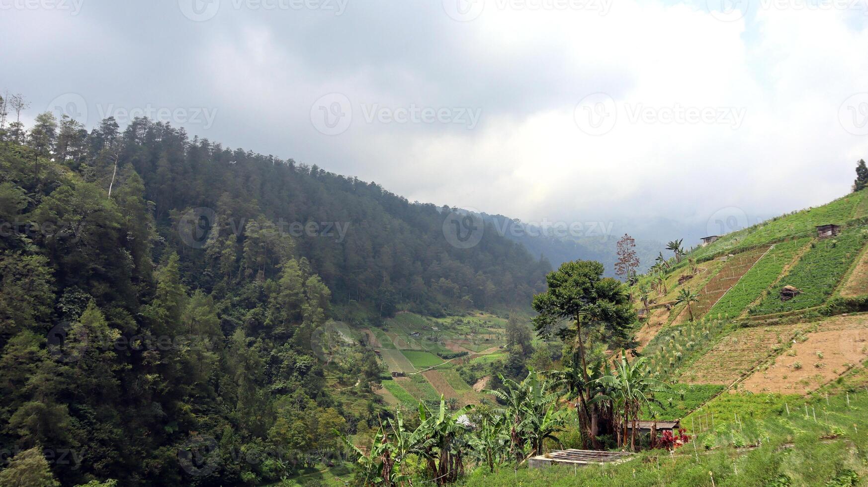 view of terraced plantations and pine trees at the foot of Mount Lawu, Indonesia photo