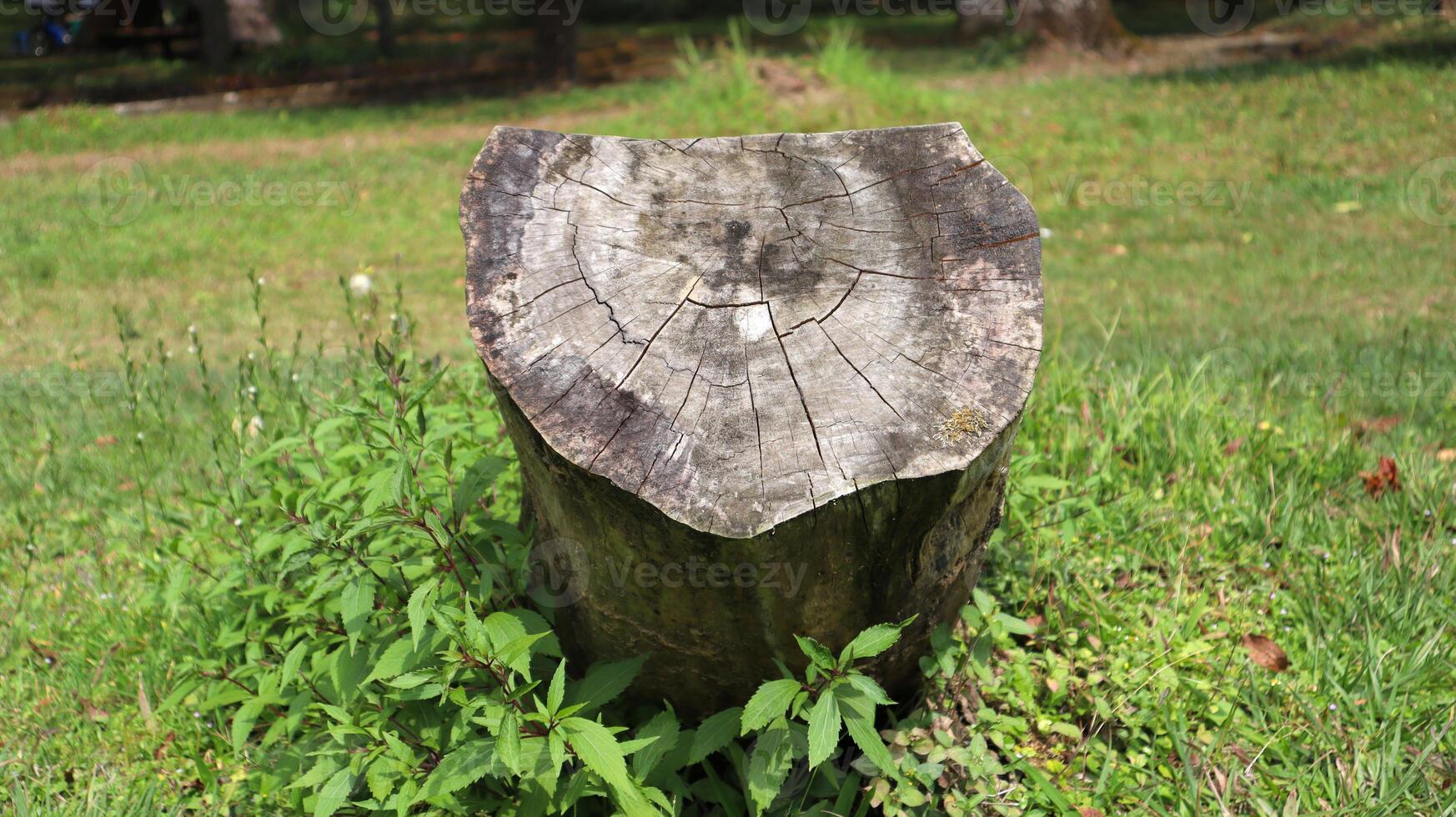 A trunk on the grass. Wooden log in the park photo