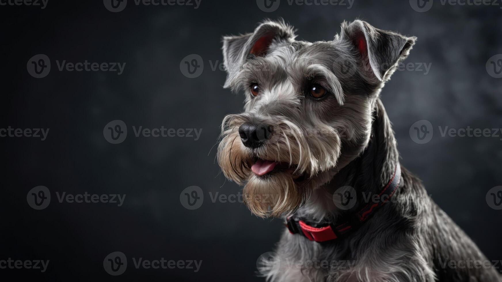 A close-up portrait of a Schnauzer dog with a dark background. photo