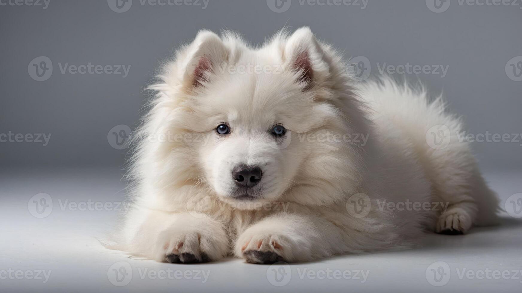 A fluffy white Samoyed puppy resting on a smooth surface, showcasing its adorable features. photo