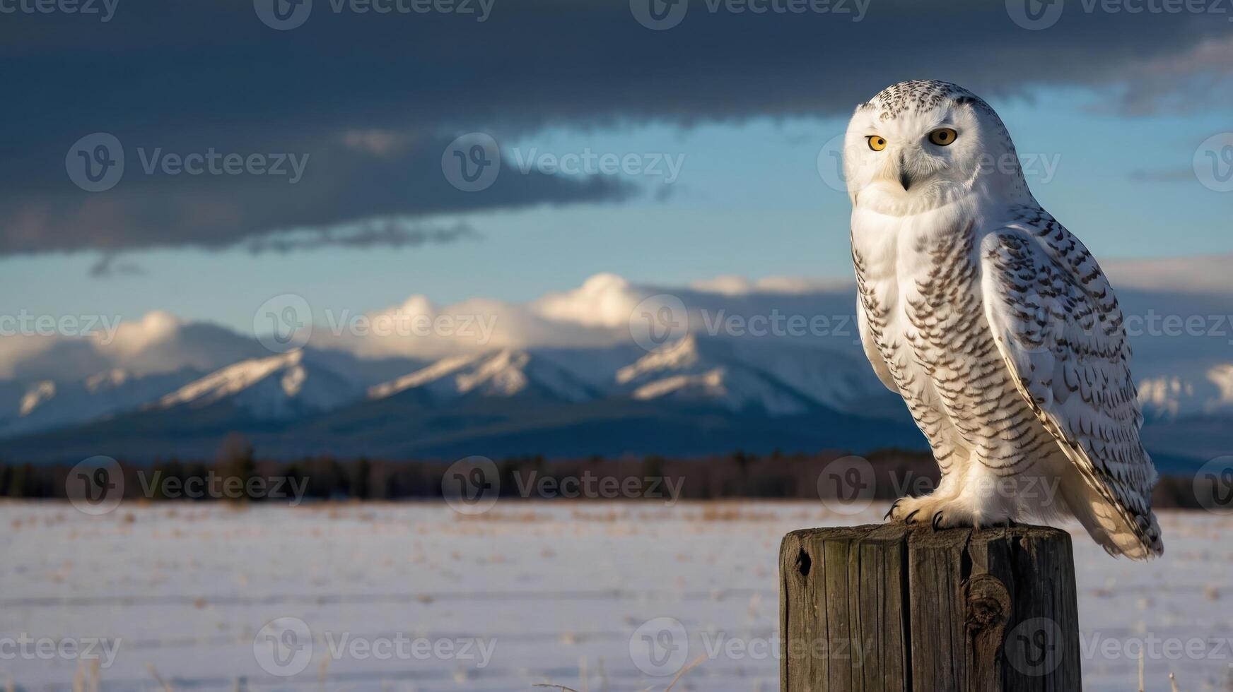 A snowy owl perched on a post with mountains in the background under a dramatic sky. photo