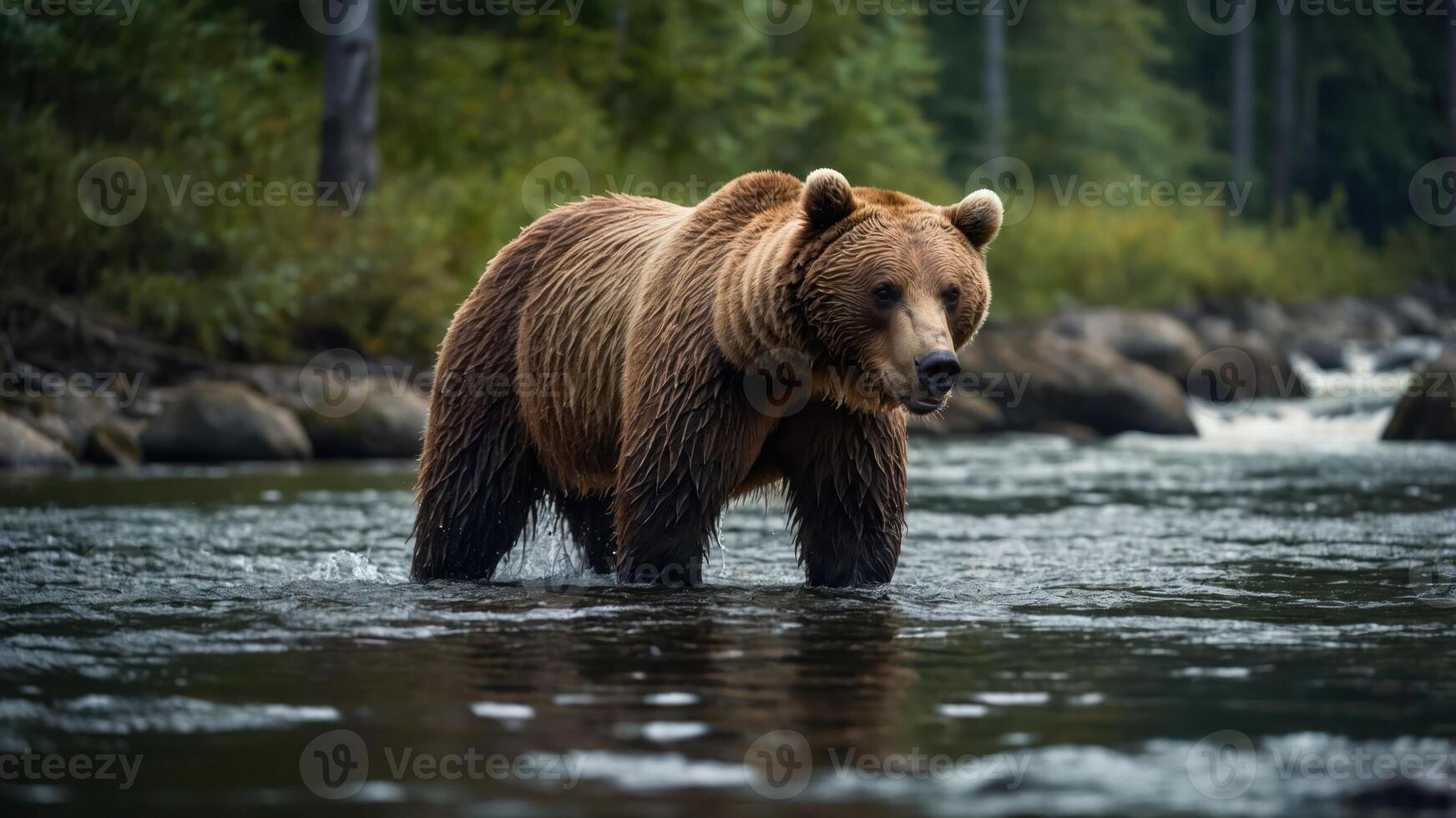 A bear wades through a serene river surrounded by lush greenery. photo