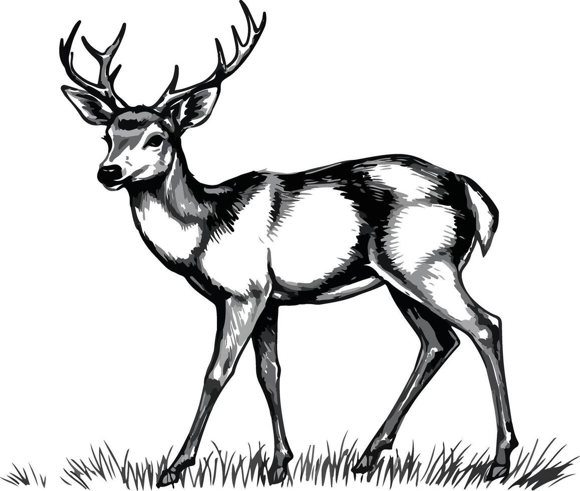 A Deer standing on the grass field black and white art. vector