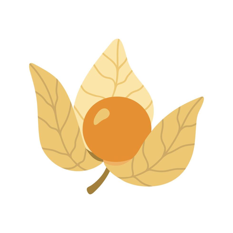 Single juicy physalis autumnal fruit. Hand drawn cartoon illustration. vector