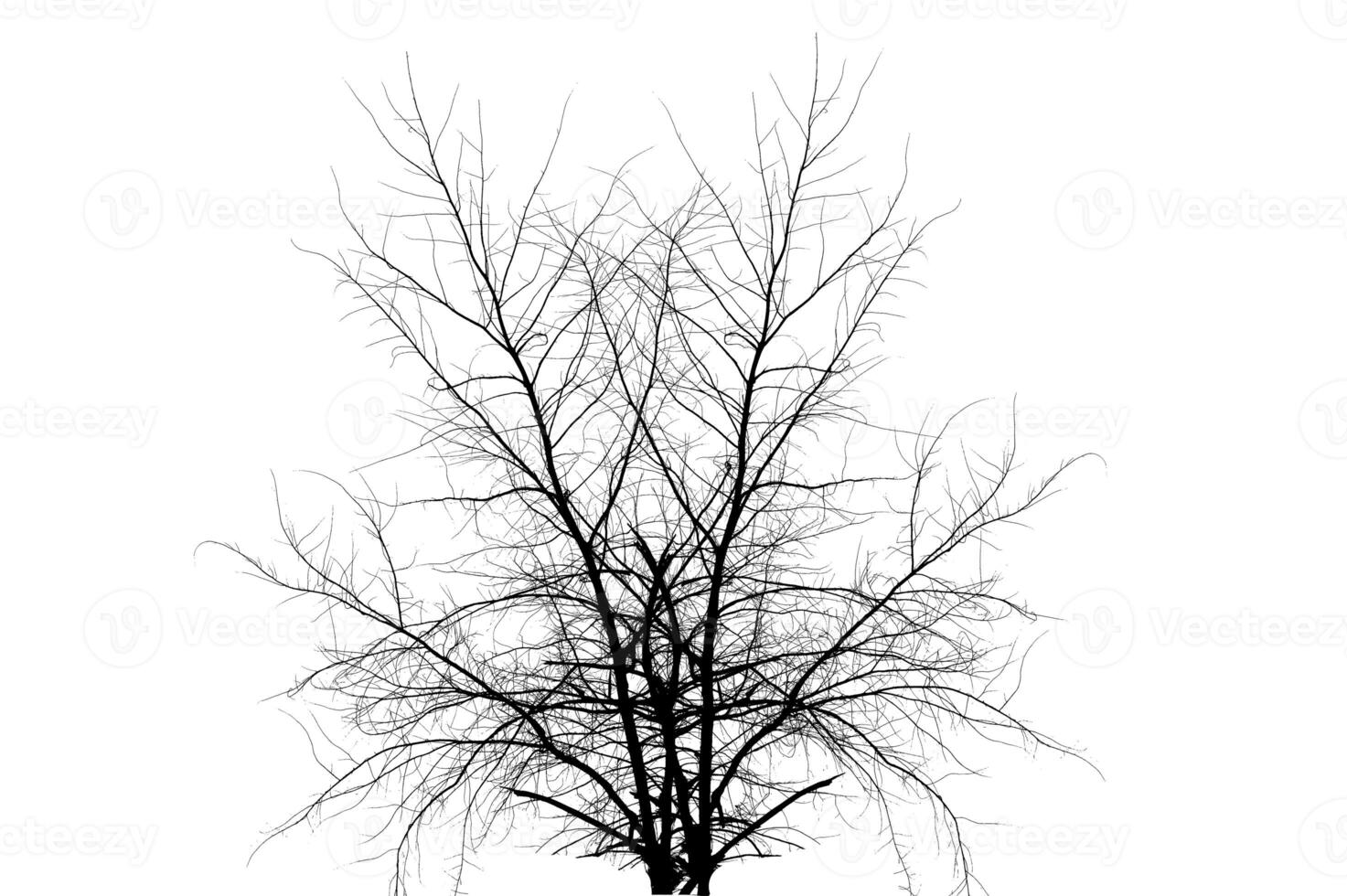 Dried Tree Isolate Dead tree isolated on white background. photo