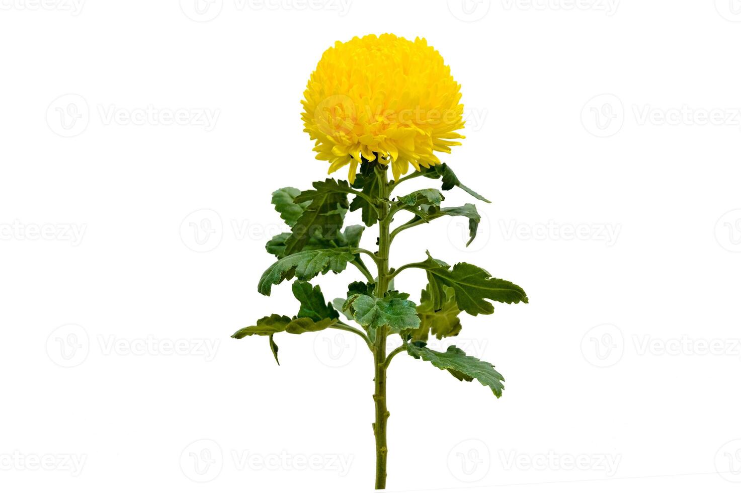 Chrysanthemum Isolate Yellow Chrysanthemum flower, Large Chrysanthemum flower isolated on white background, with clipping path. Yellow chrysanthemum flowers isolated on white.Yellow autumn photo