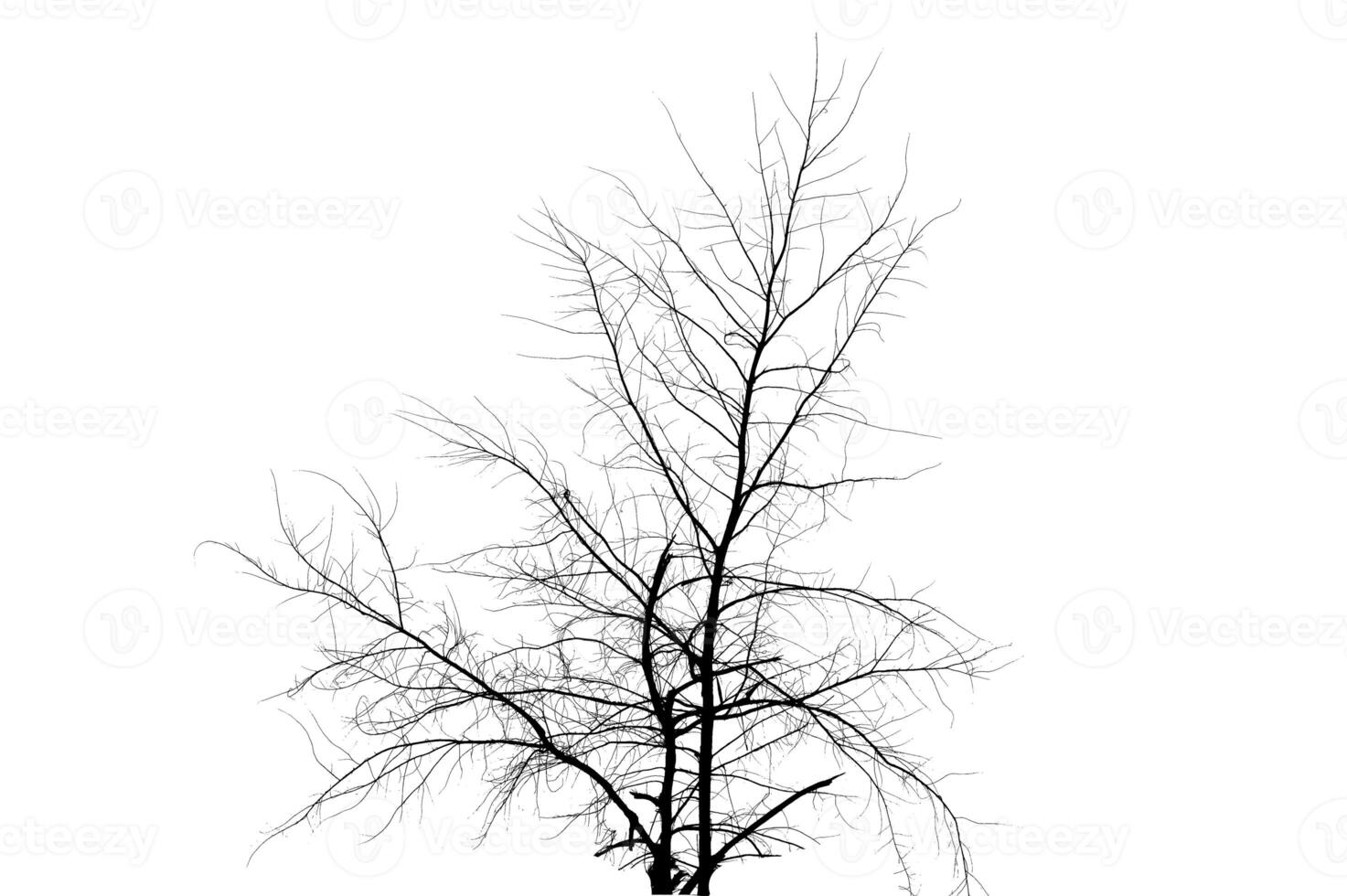 Dried Tree Isolate Dead tree isolated on white background. photo