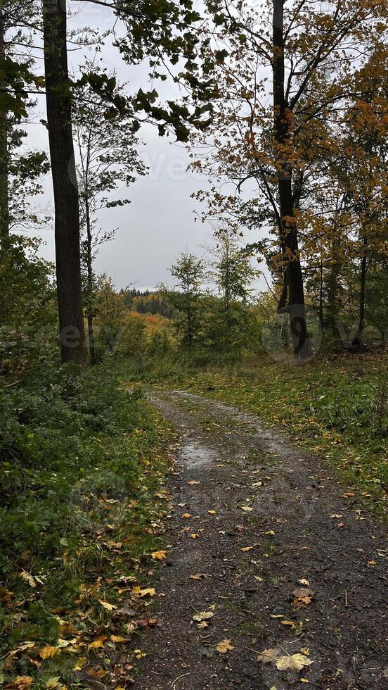 Autumn country road in a mountain forest with fallen autumn leaves photo