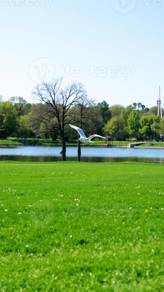 white bird flight over a grassy field photo