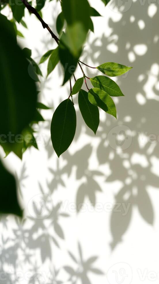 green branch casting shadows on a white surface photo
