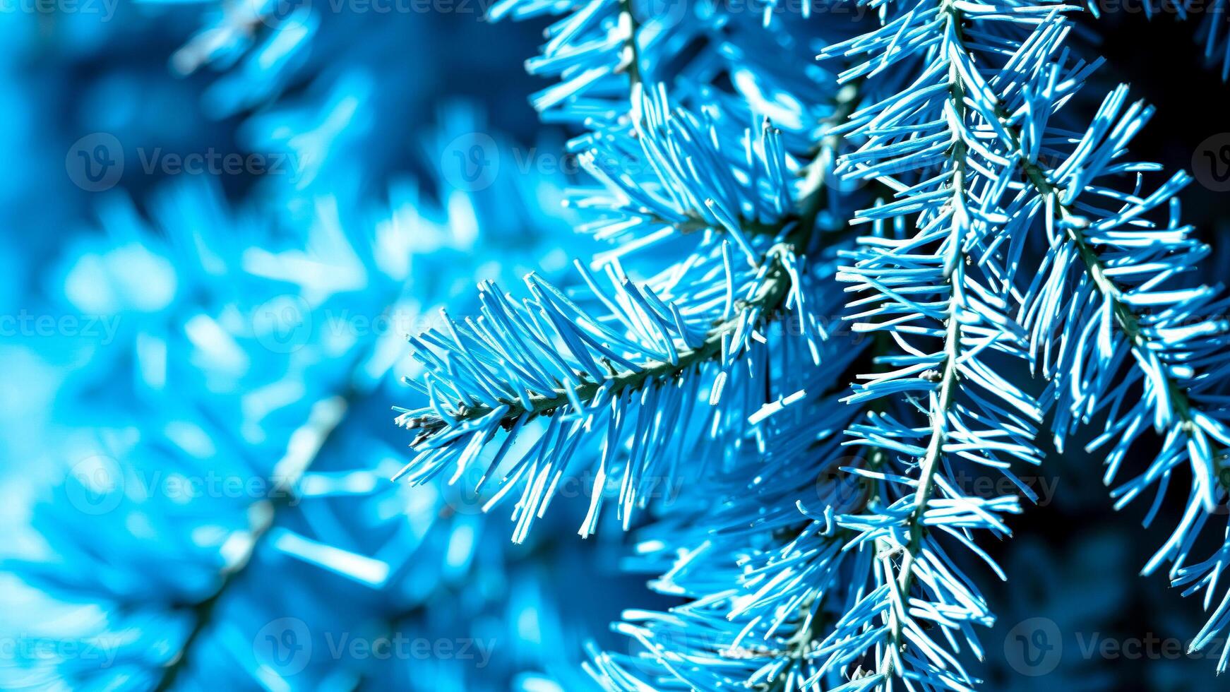 blue pine branch close- photo