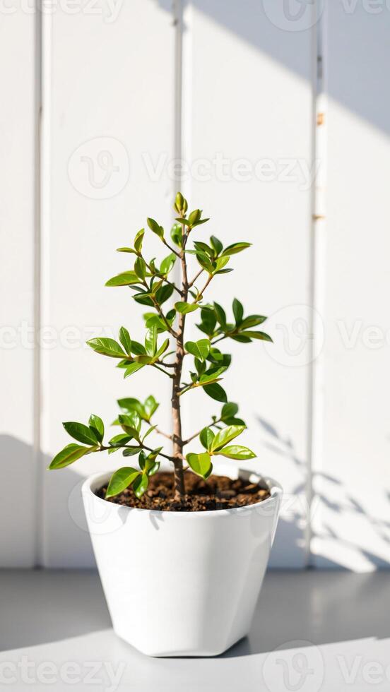small potted plant sunlight photo