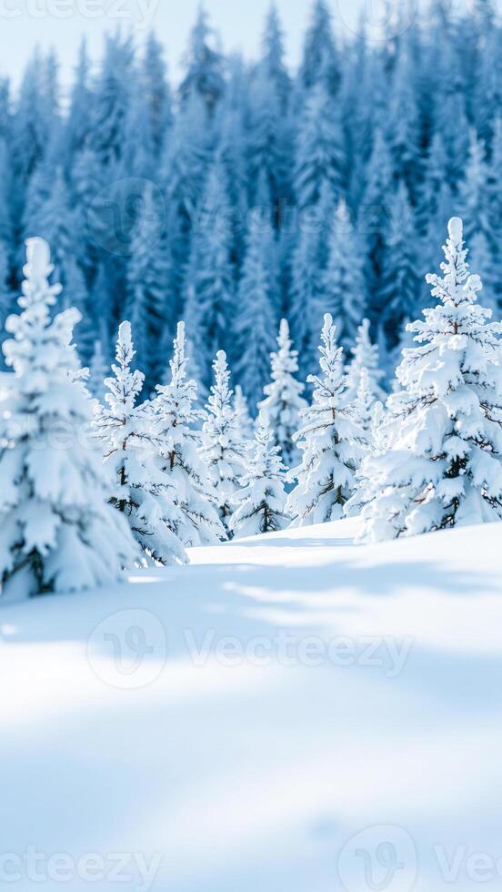 snowy forest with pine trees photo