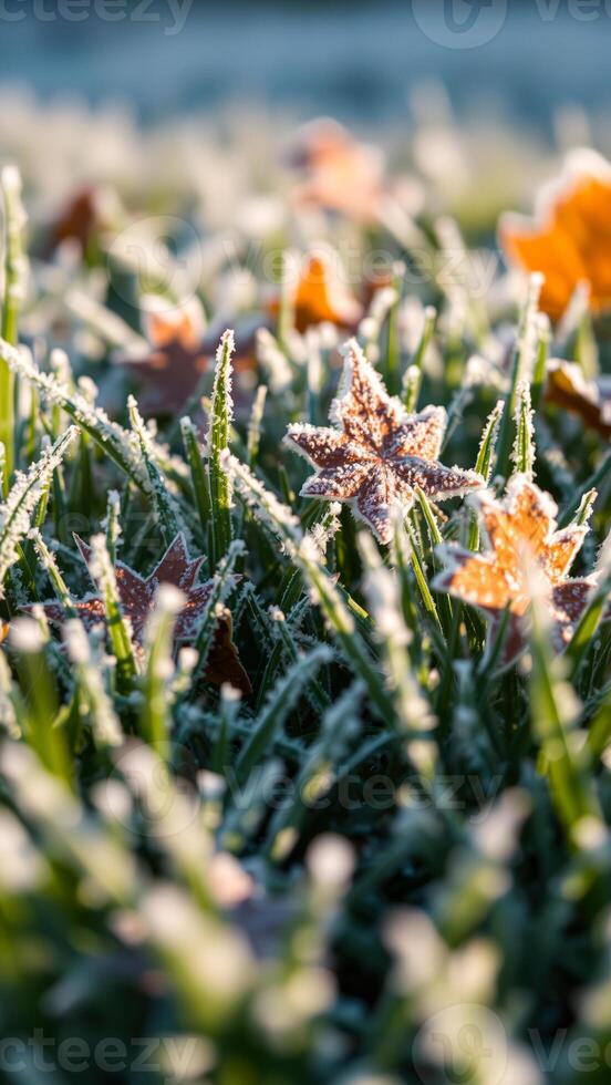 frost-covered grass blades with autumn leaves photo