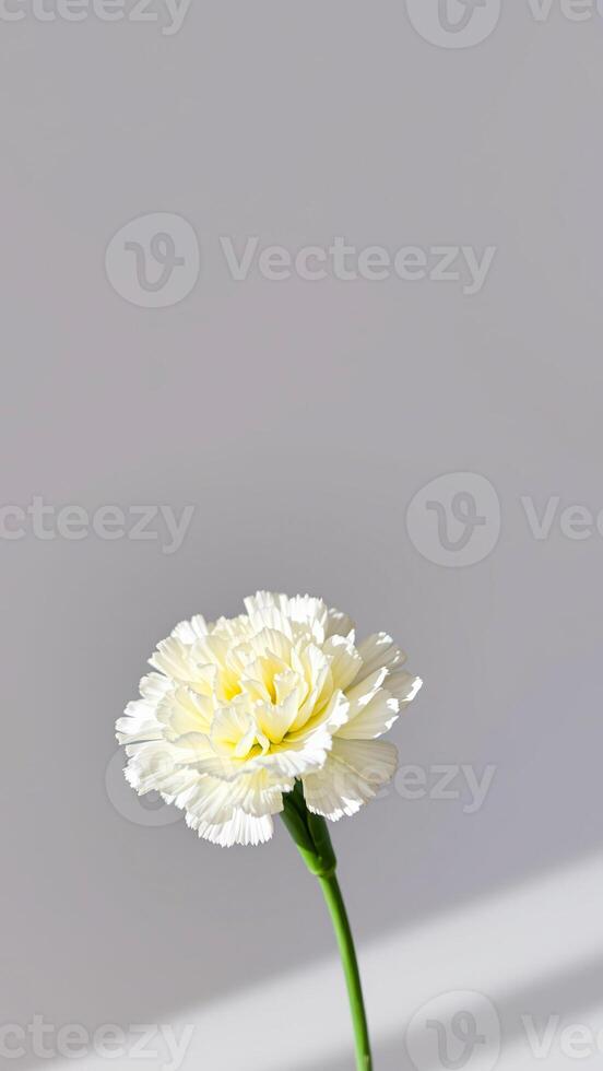 single white carnation soft light photo