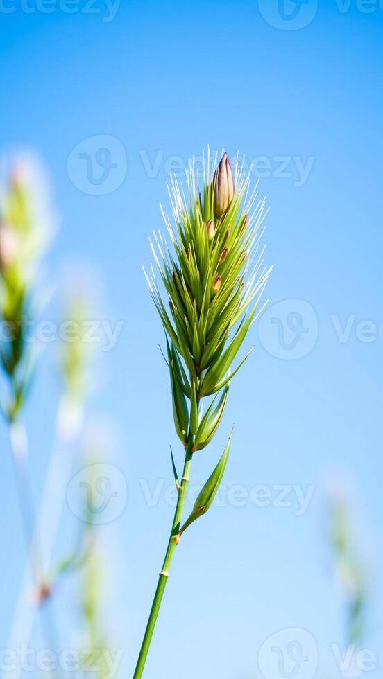 green plant bud reaching the sky photo