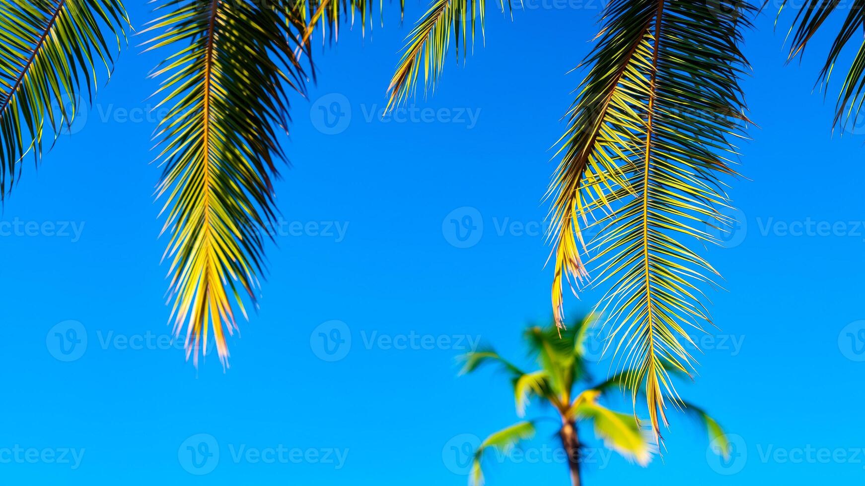 two palm tree branches against a blue sky photo