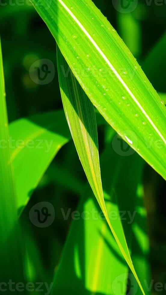 close- a green leaf with dew drops photo