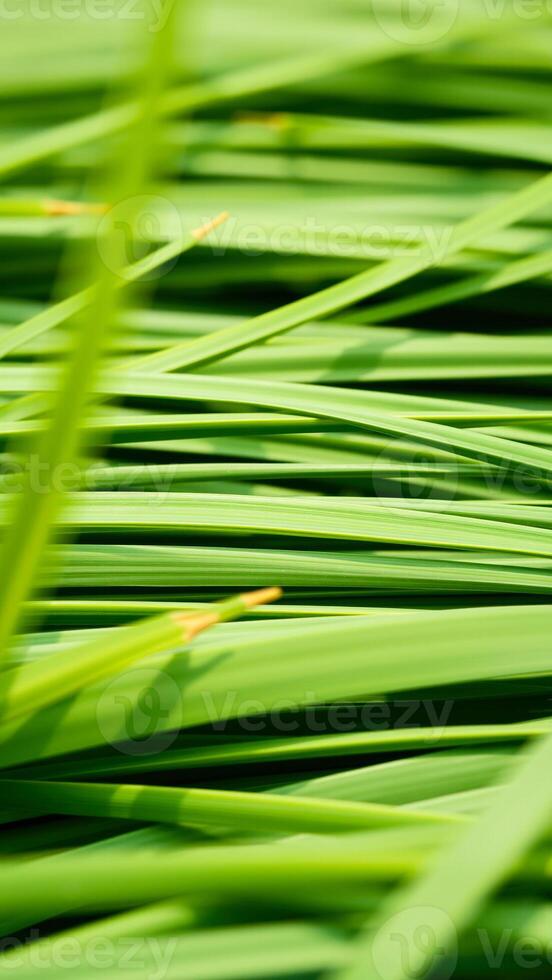 close- green leaves a harmonious photo