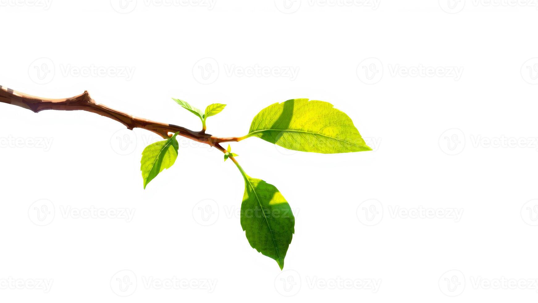 small branch with fresh green leaves photo