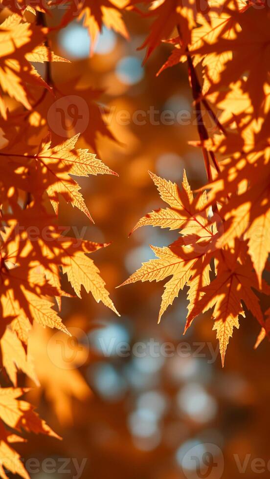 sunlight illuminates delicate maple leaves. photo