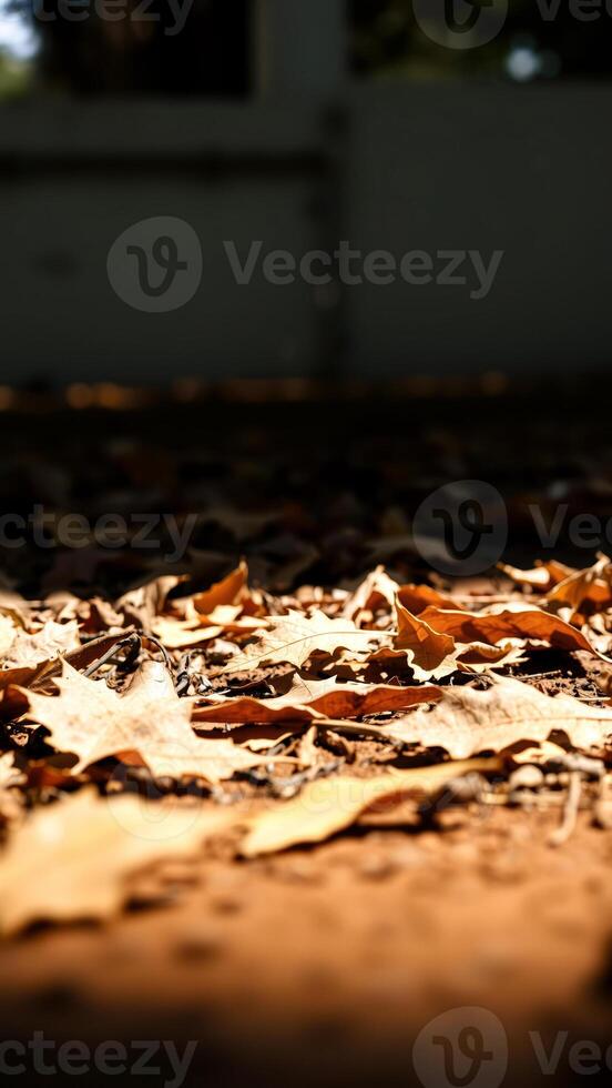 sunlit dry leaves on the ground photo