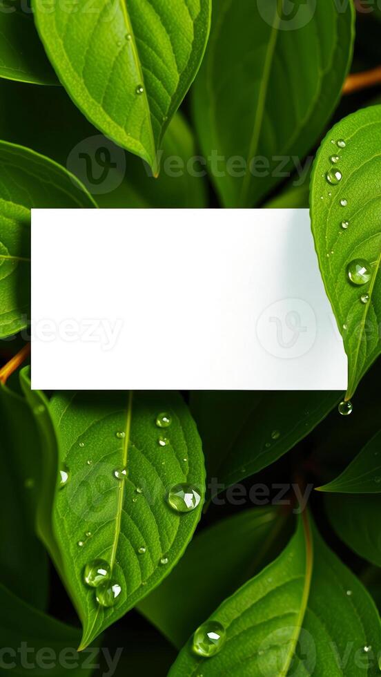 blank white rectangle surrounded by green leaves with dew drops photo