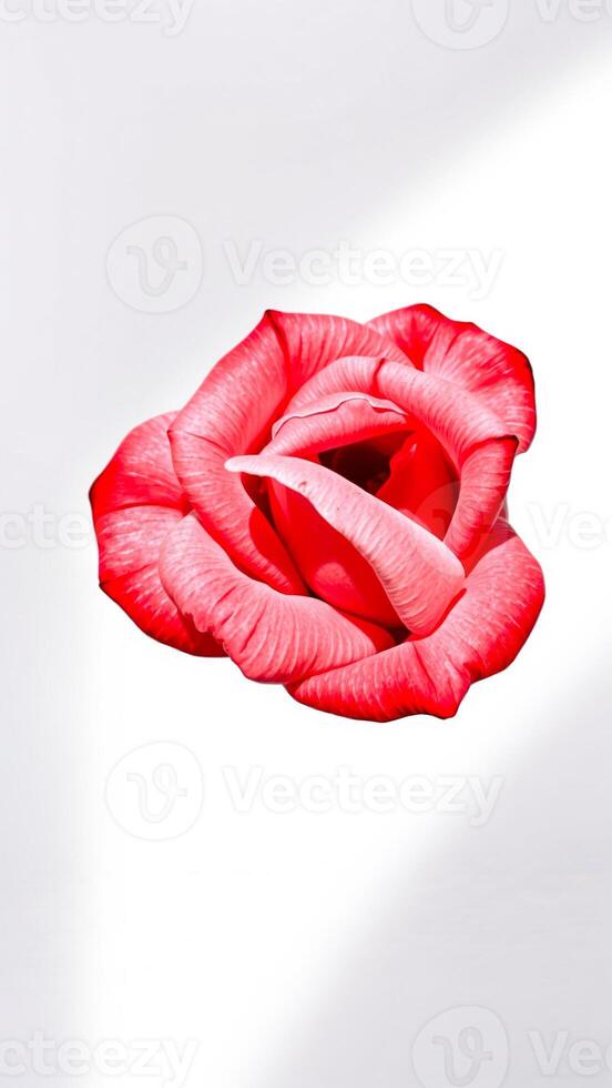 delicate red rose with softly curled petals photo