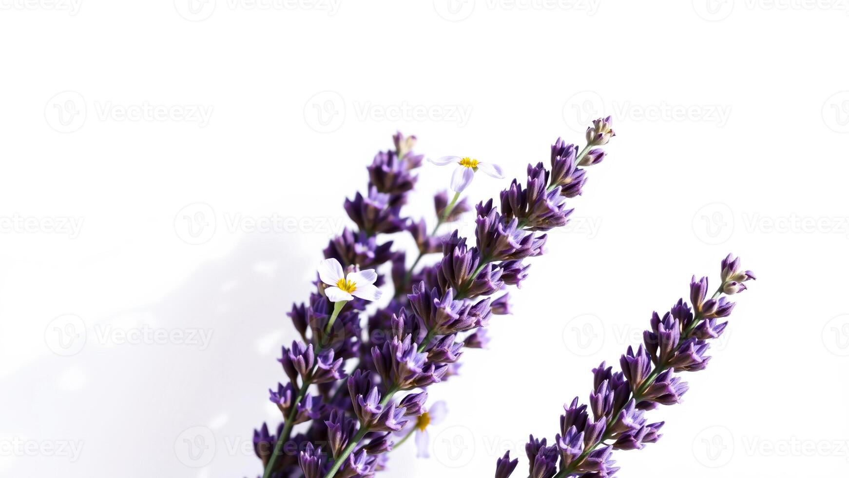 purple flower with white background photo