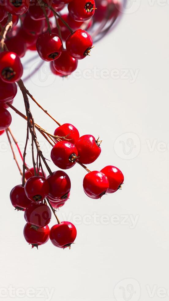 cluster red berries on thin branches photo
